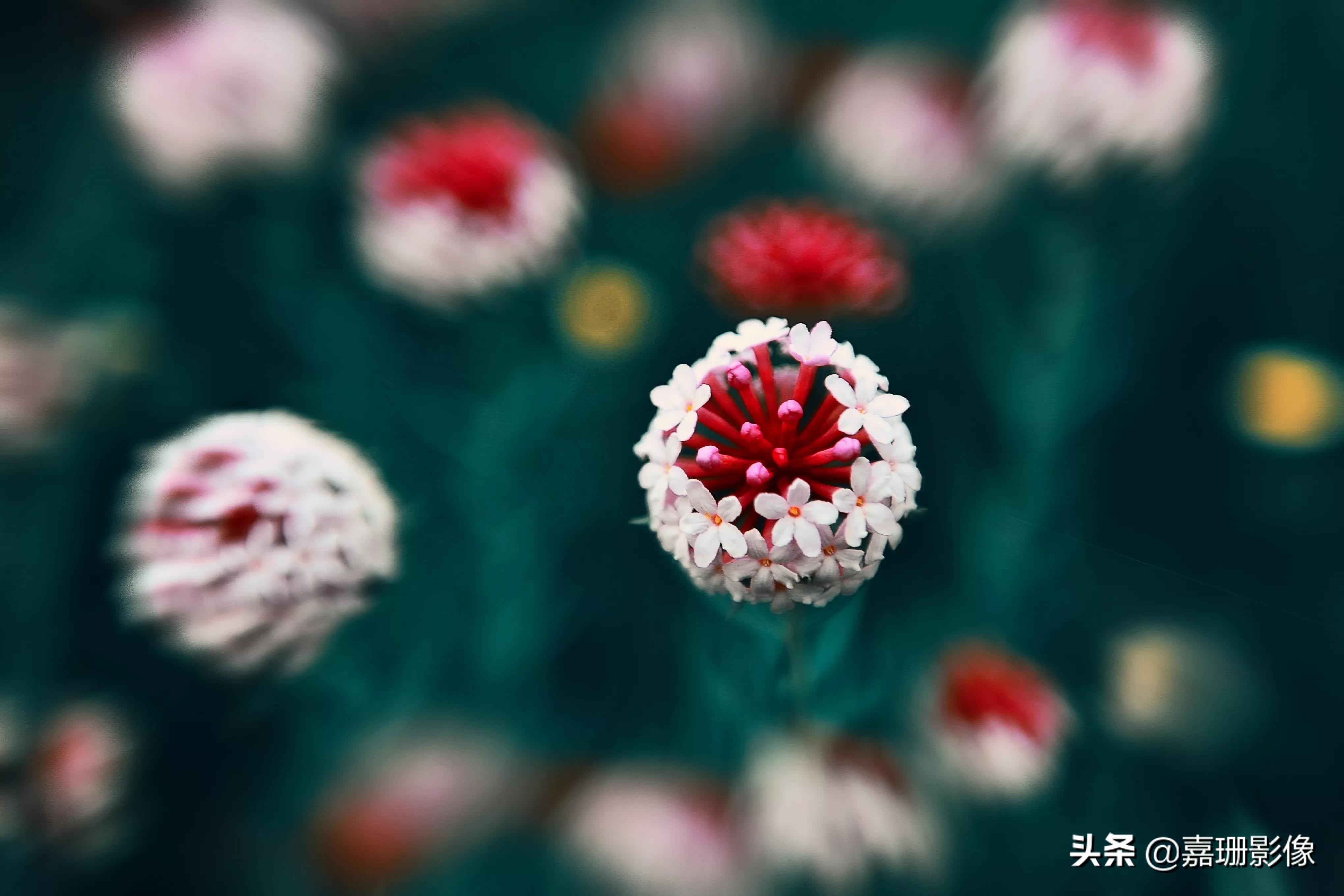 看看花容，听听花语2020年我镜头里的百种花卉