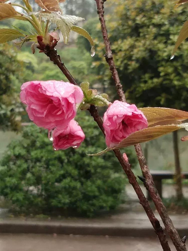 樱花雨飞儿乐队,樱花雨落