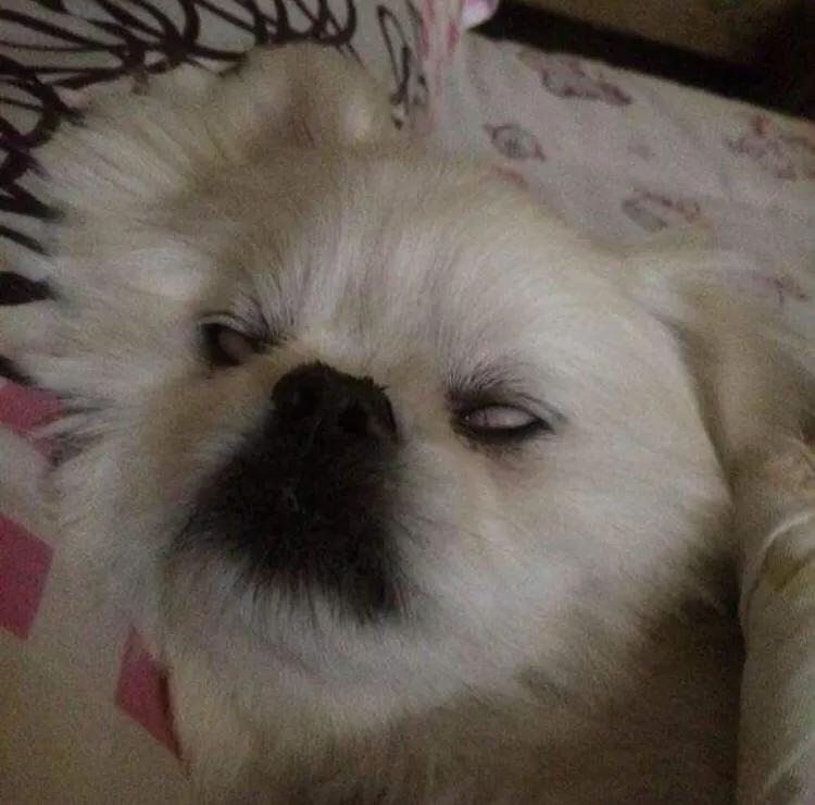 京巴犬为什么是土狗,京巴犬为什么现在没人养了