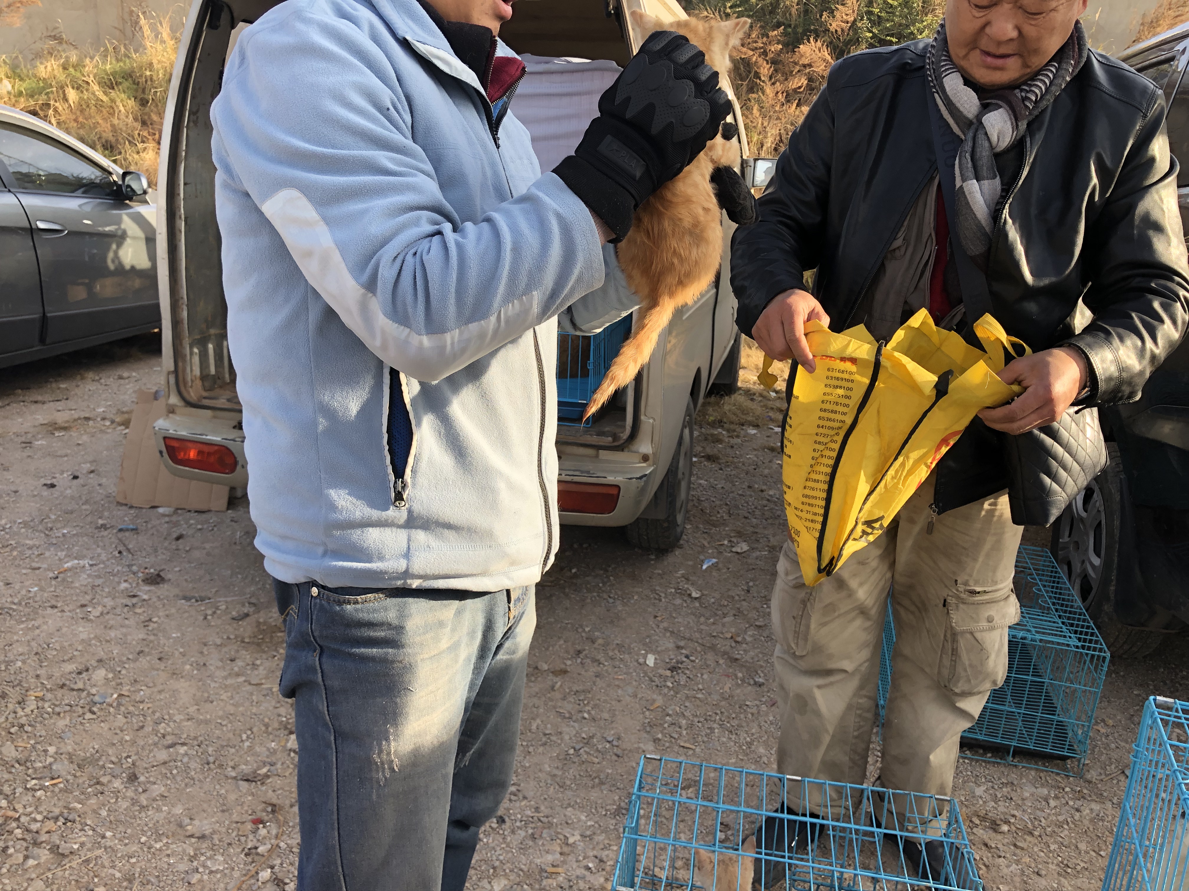 一只土猫多少钱最便宜,土猫多少钱一只能买到