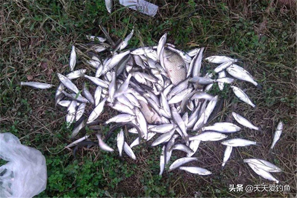 手竿狂拉白条的几种方法，小鱼想要钓得多，也是需要技术的