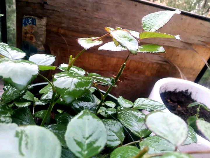 红蜘蛛的四大天敌,蚜虫红蜘蛛都有效的药