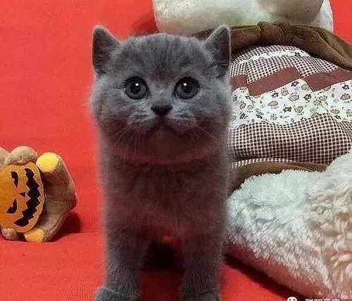 英国短毛猫怎样饲养最好,英国短毛猫饲养