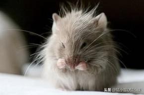 如何让咬人仓鼠变得不咬人,如何让咬人的仓鼠变得不咬人