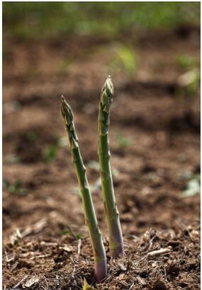 芦笋营养丰富，想吃不用花钱买，栽培简单自家阳台都能种