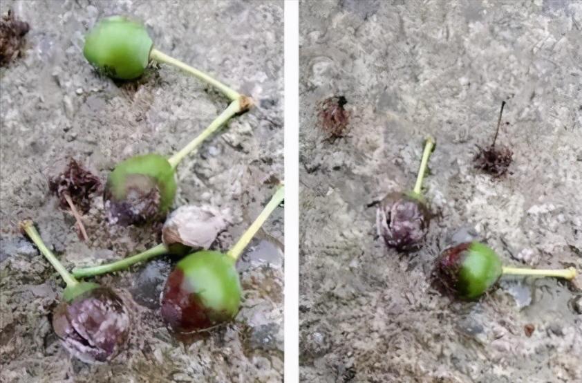 李子白粉病和灰霉病区别,李子出现褐腐病怎么办