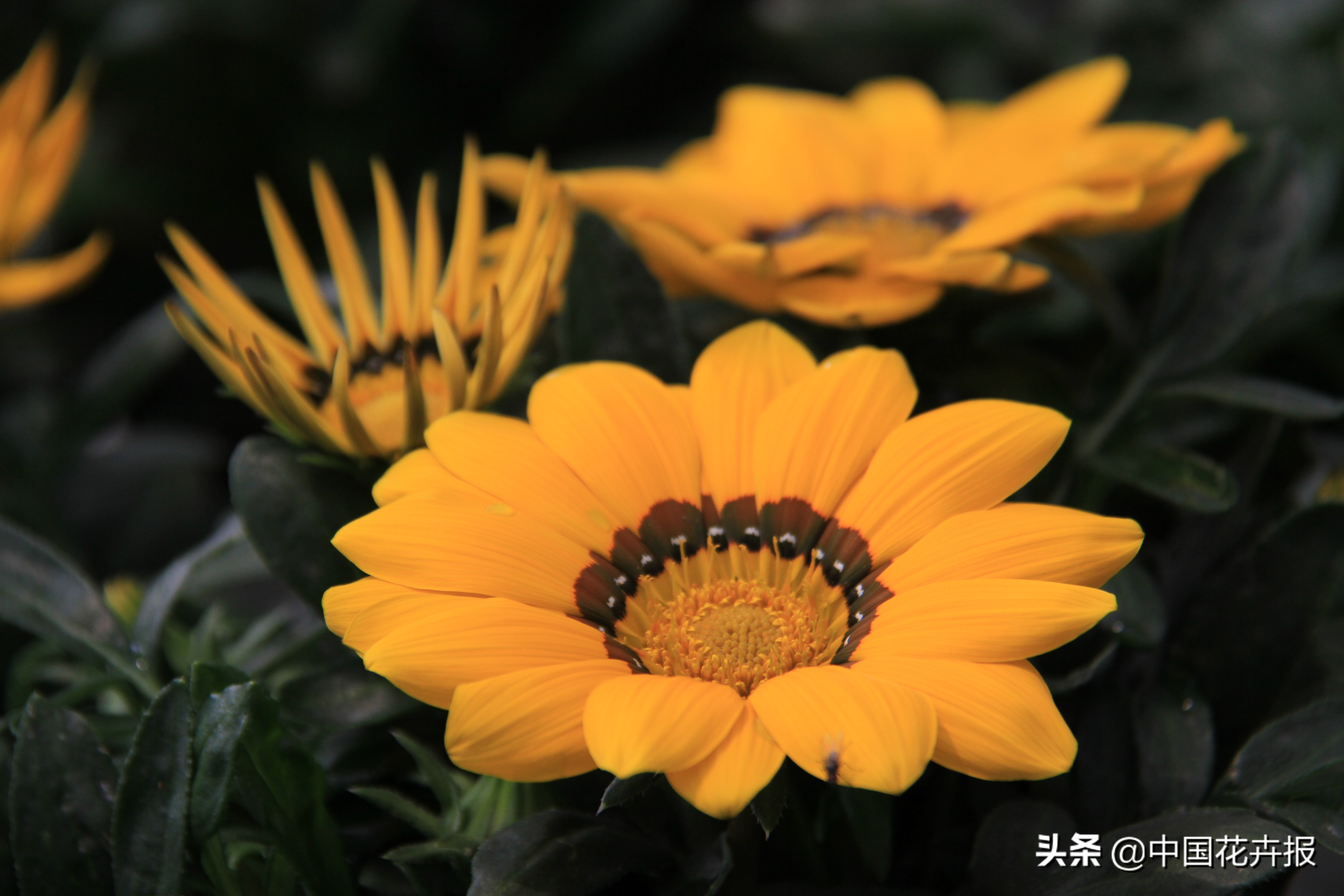 花园必备植物大全,花园常用植物科普