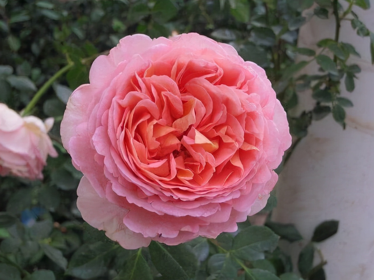 最优秀的几款藤本月季,值得入手的十大月季