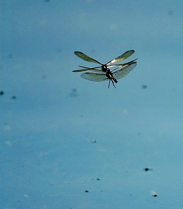 为什么蜻蜓不会杂交,蜻蜓为什么是两性生殖