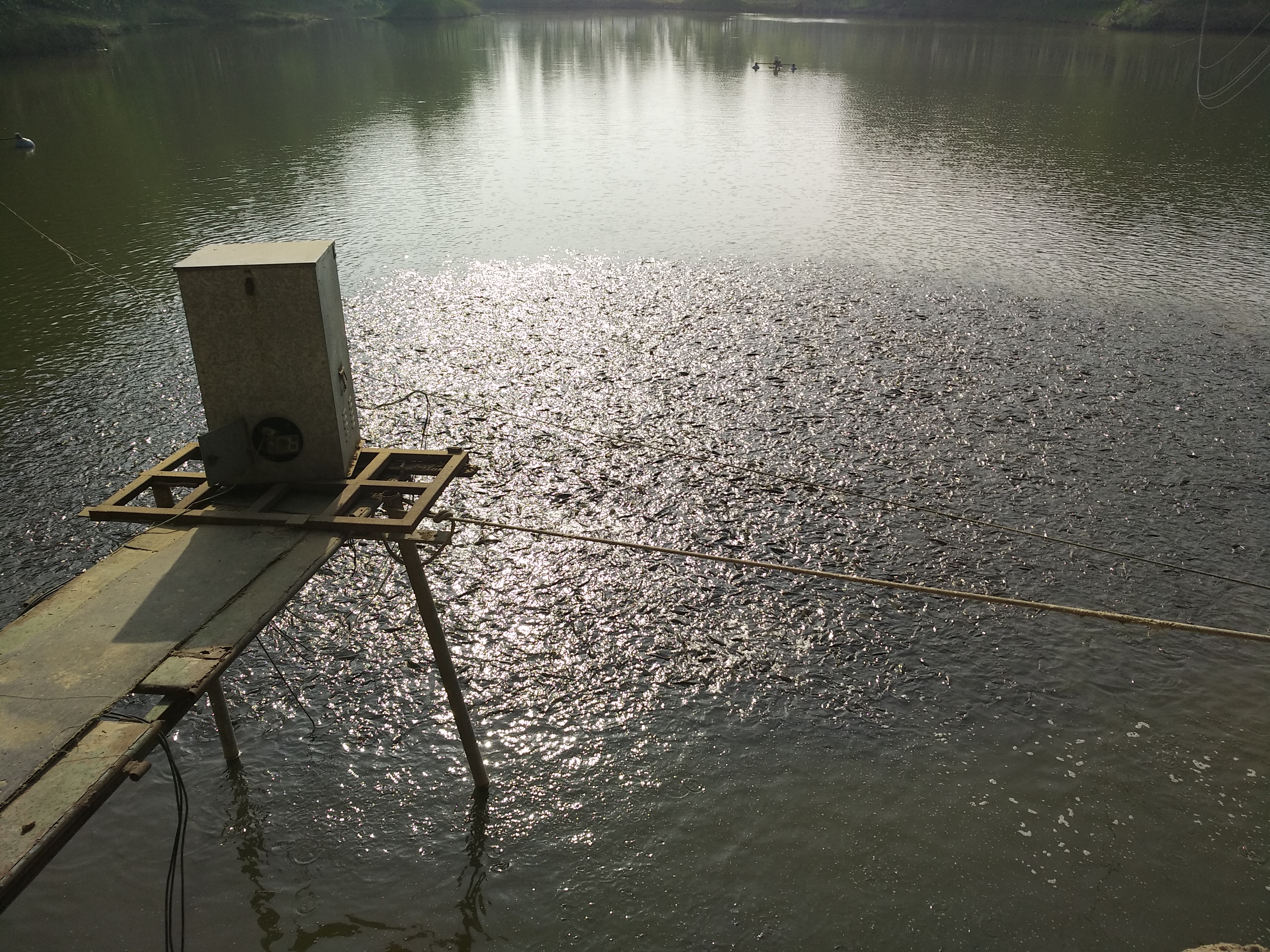 水产养殖中如何防治疾病,水产养殖的敌害有哪些