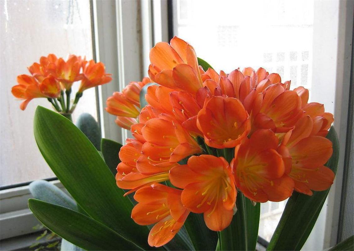 入夏君子兰小苗烂根如何处理,入夏君子兰如何换盆