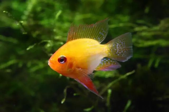 好养好看又有趣的几种观赏鱼,奇葩又好养的观赏鱼