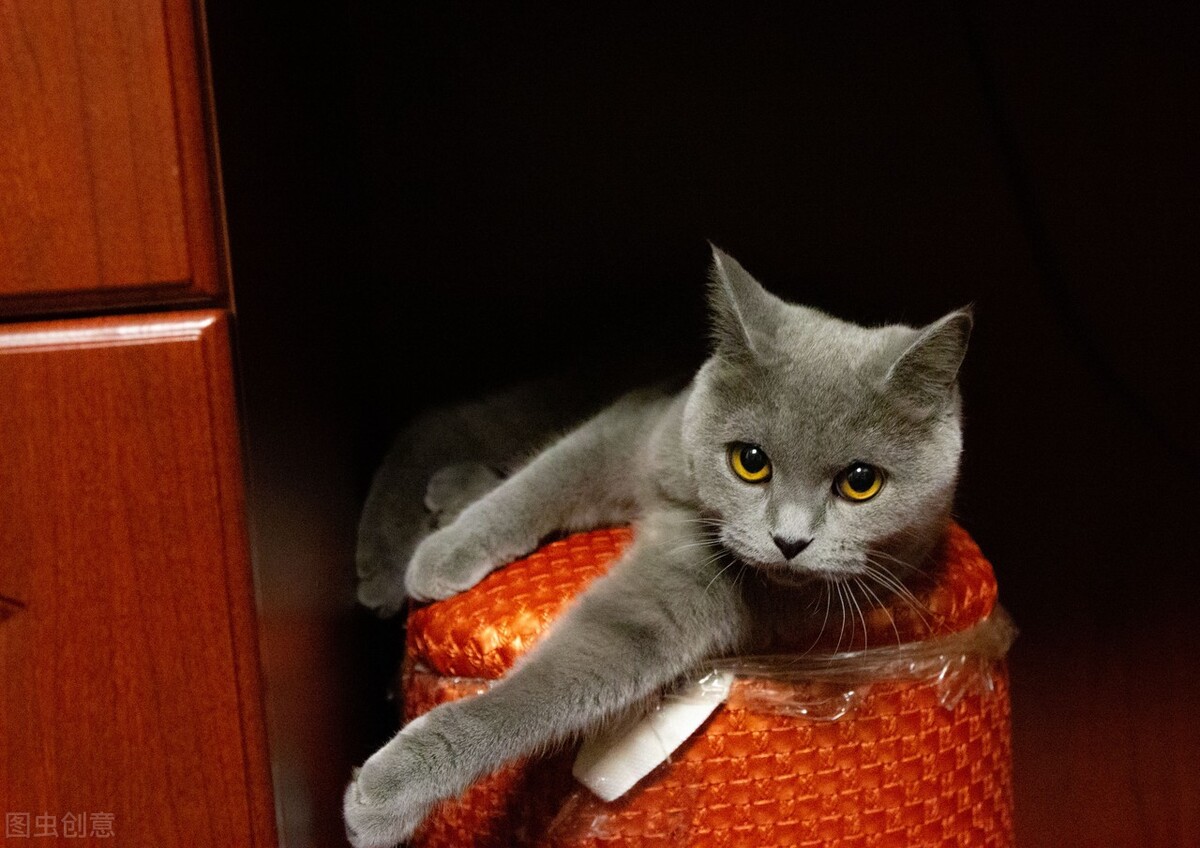 养宠经验猫咪吃什么化毛效果好,养宠经验猫咪吐毛球怎么解决