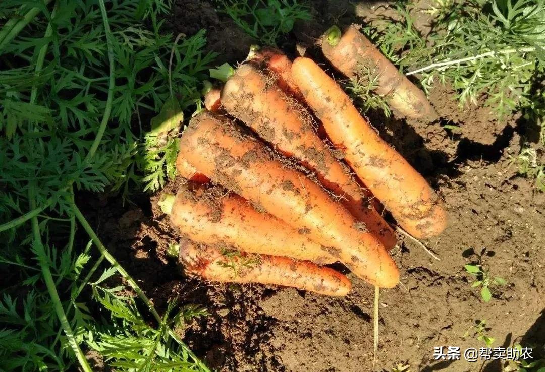 帮你扔掉垃圾食品！健康营养的综合果蔬脆，12种口味征服你味蕾