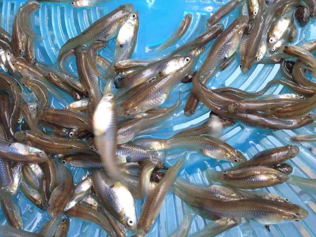 日食孑孓2000只，却被拉入“黑名单”，要蚊子还是要鱼？