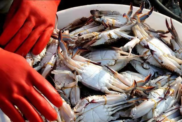 怎么挑选螃蟹肥不肥,怎样挑选螃蟹的肥度