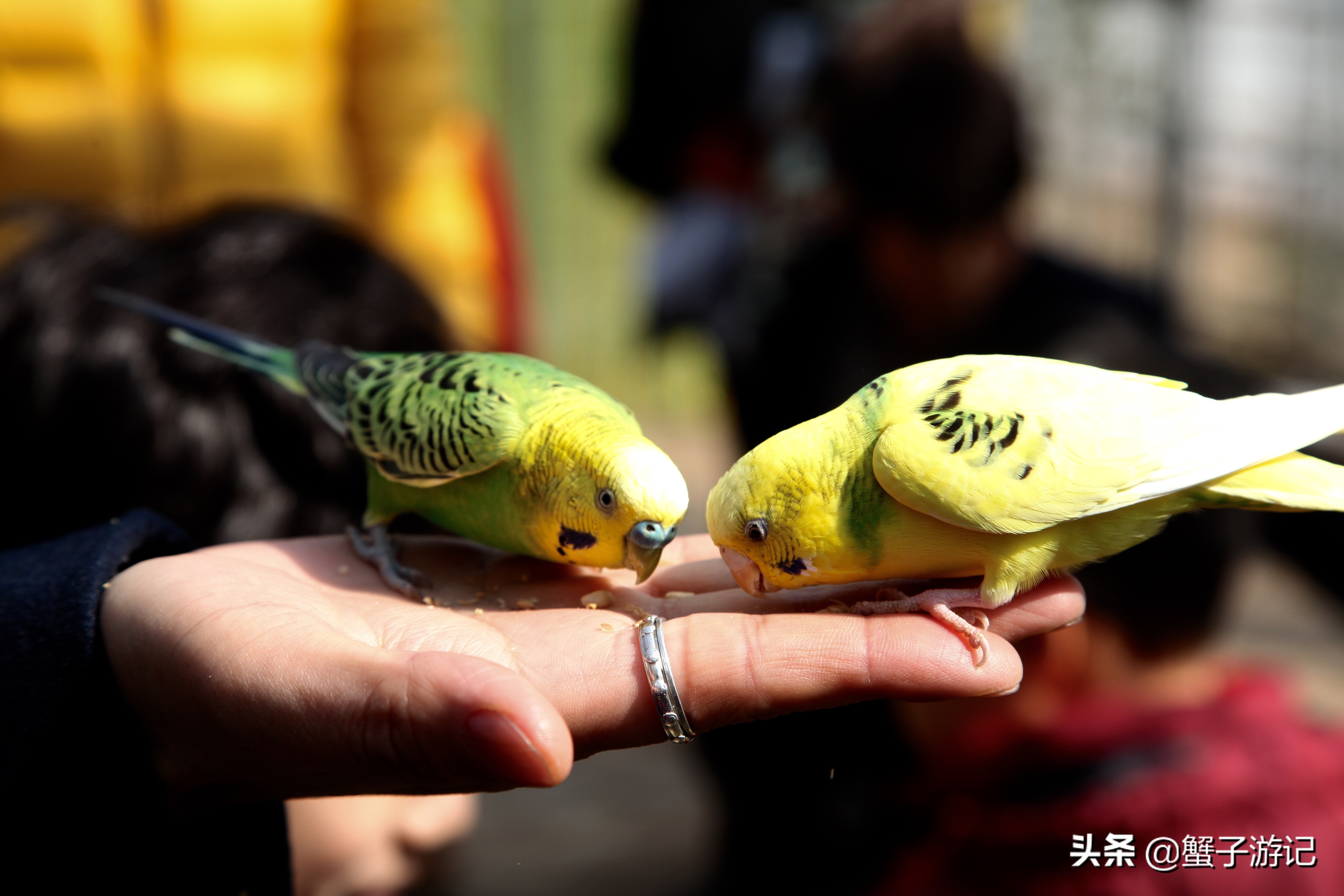 这里是疫情期间韩国的重度区，但它至今仍美丽依旧