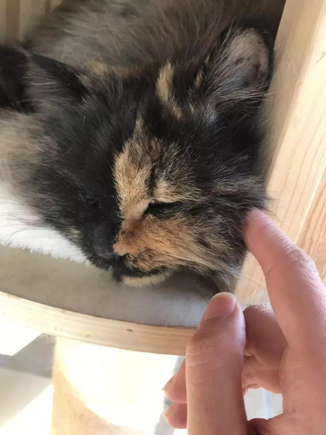 庄太极：hello，飞起的小拖把，有一种美，动静皆宜