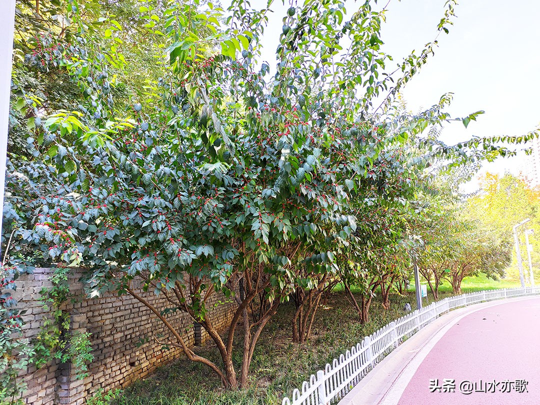 石家庄体育公园哪个最好,石家庄体育公园有什么好玩的