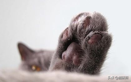 猫咪脚毛剃太多感染,猫咪剪脚毛的前兆