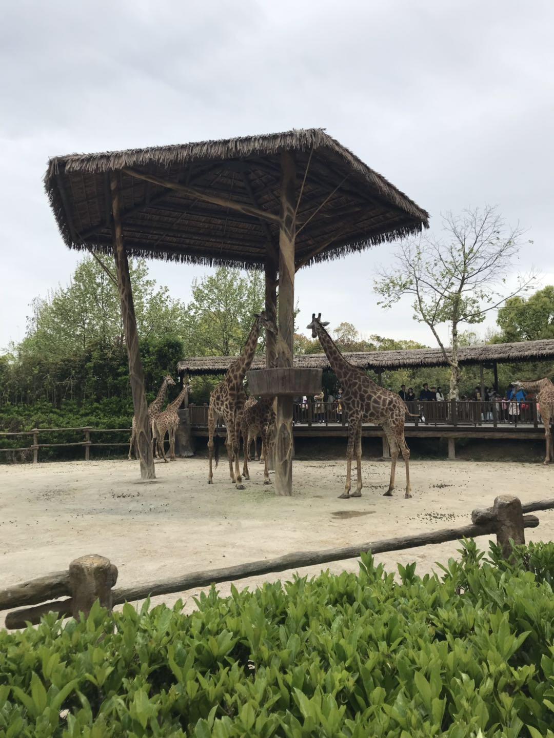 上海野生动物园太阳广场节目安排,上海野生动物园建议游玩时间