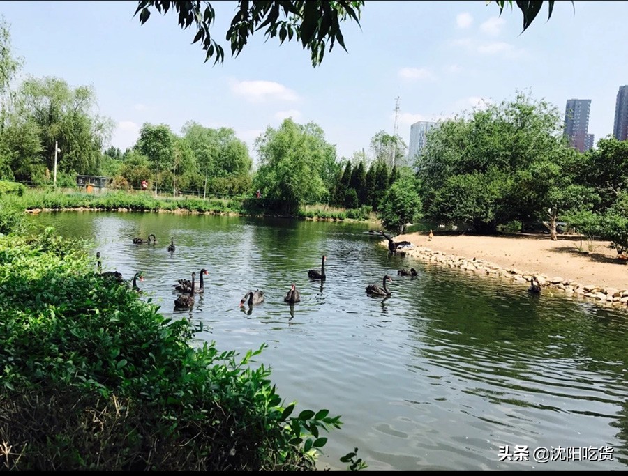 新冠大魔王还没打败，五一可别乱跑，咱就来个沈阳周边野餐郊游吧