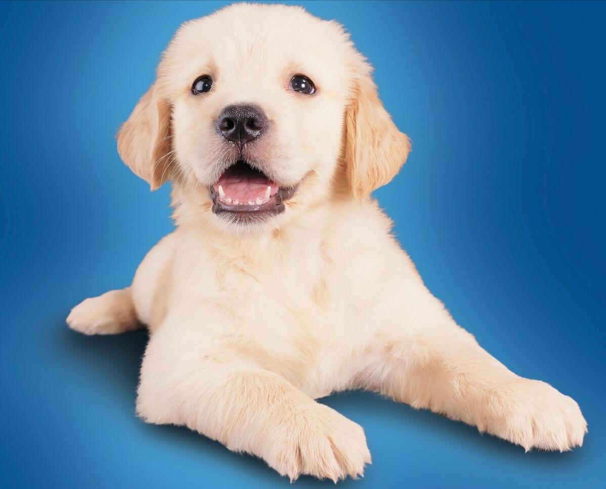 金毛正确喂养,金毛喂养的6大原则