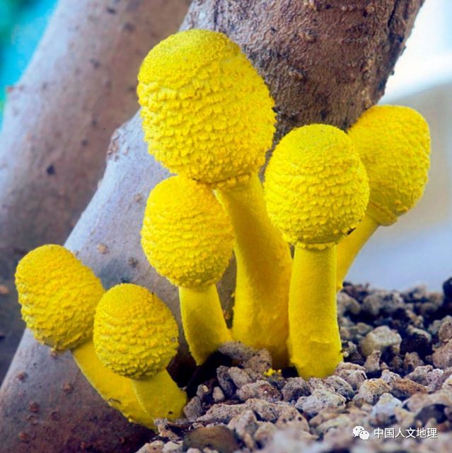 摄影彩色蘑菇,摄影师拍摄迷你蘑菇