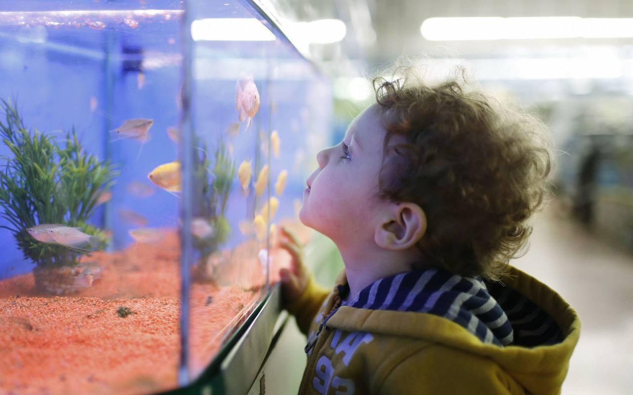 鱼缸玻璃上有脏东西怎么擦掉,鱼缸外面玻璃污垢清除妙招