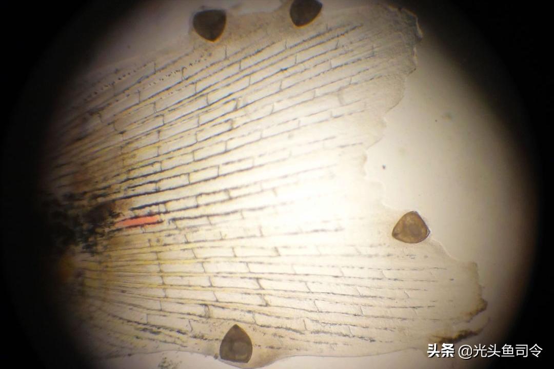 鱼类体内寄生虫图片大全,春季鱼类常见的寄生虫