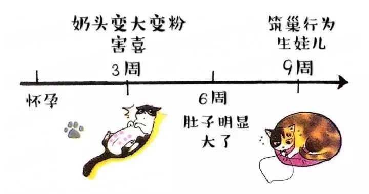 关于猫咪怀孕和生小猫
