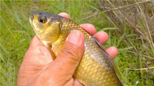 钓鱼人钓的是什么,钓鱼人就是这样收获满满