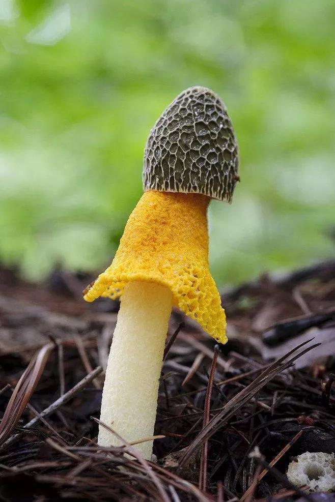 菌中皇后竹荪菇,菌中皇后