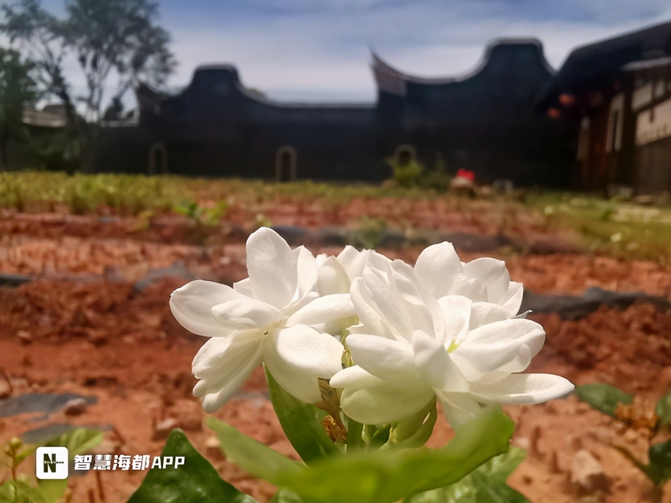 茉莉花怎么耐晒,一年开花300天养不死的花