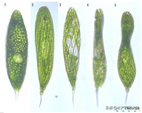 水产养殖藻类培养做法,水产养殖什么藻类最好