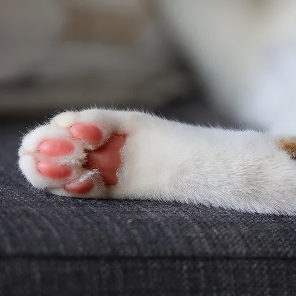 宠物窝怎么清洁保养好,宠物肉垫毛怎么清理