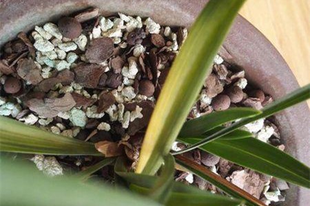 兰花叶子从根部发黄干枯怎么办,兰花根部发黄干枯怎么办