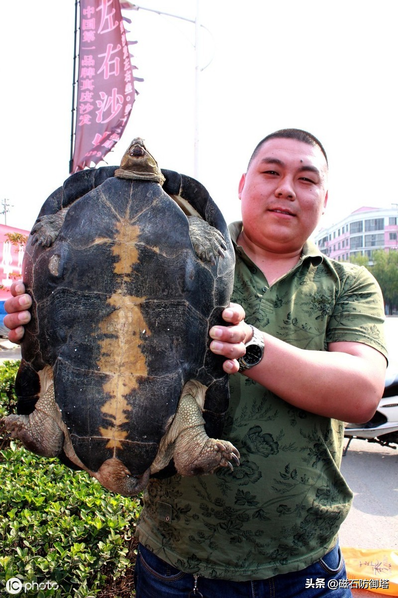 千年王八万年龟，它因何长寿，在华夏文明中又有什么样的地位呢？