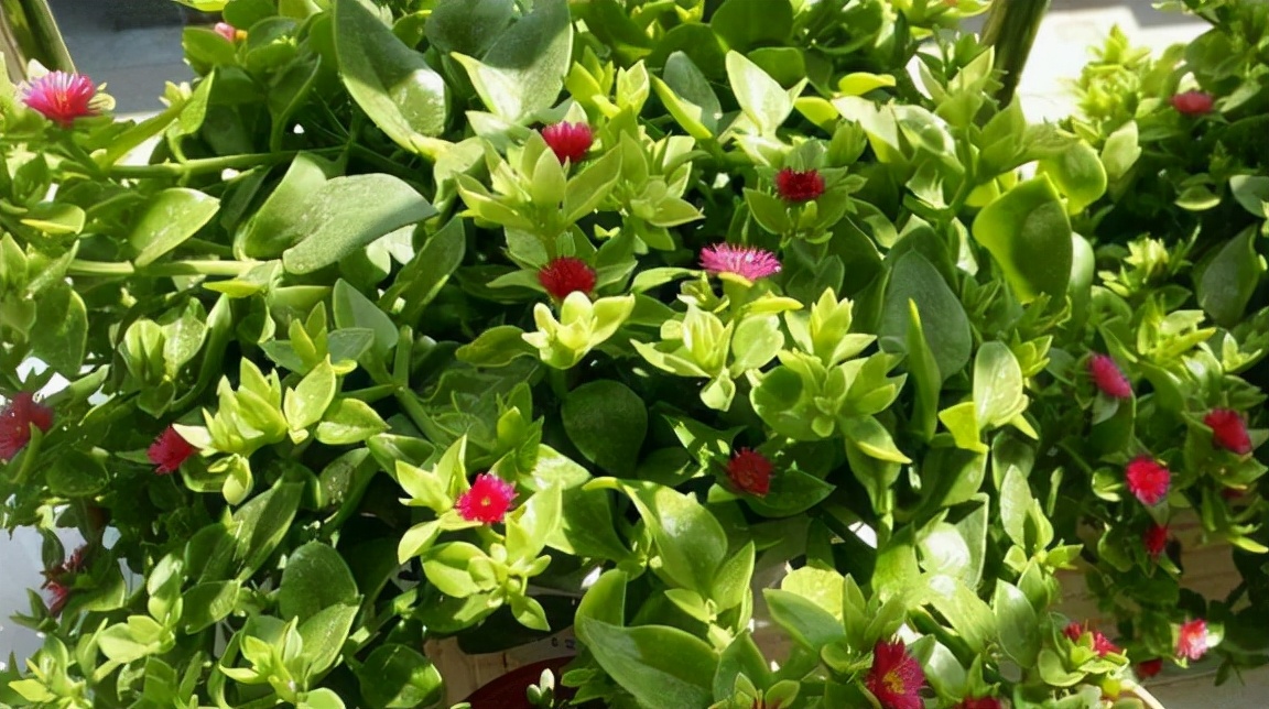 阳台养什么吊兰最好看,吊兰三月开花好吗