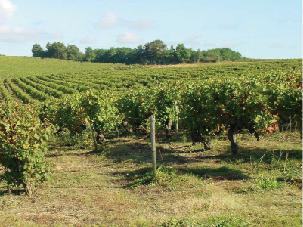 寻酒记酒馆,莱昂丘甜白葡萄酒