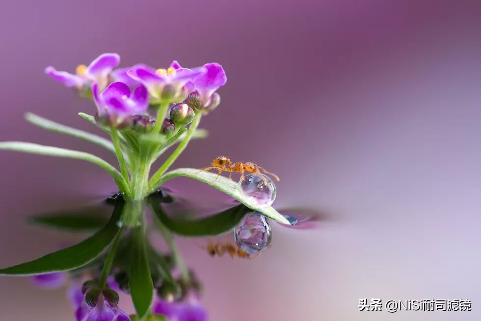 微距摄影蚂蚁,蚂蚁微距100倍镜头