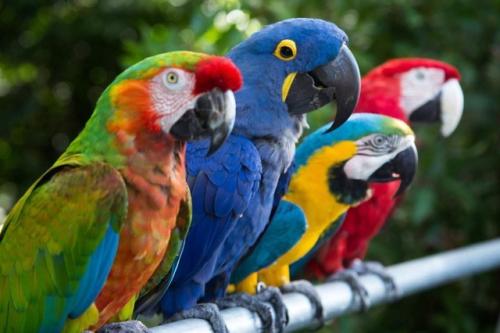 适合在家养的宠物鸟有哪些,不知道养什么观赏鱼