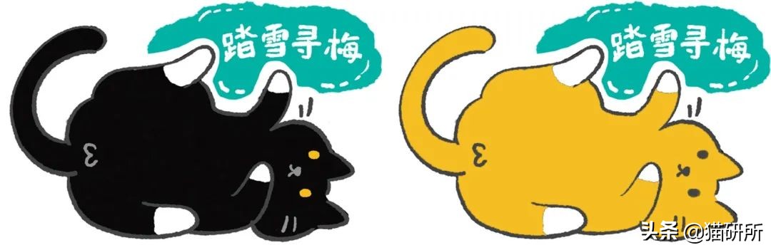 各种花色的猫在古代怎么称呼,猫咪在古代有哪些称呼呢