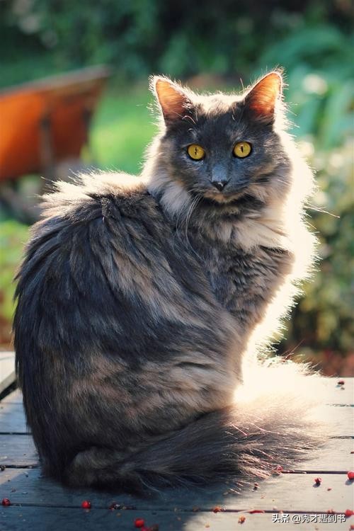 逮住一个“花和尚”，“猫儿*春叫**”也入诗，听他越叫越精神