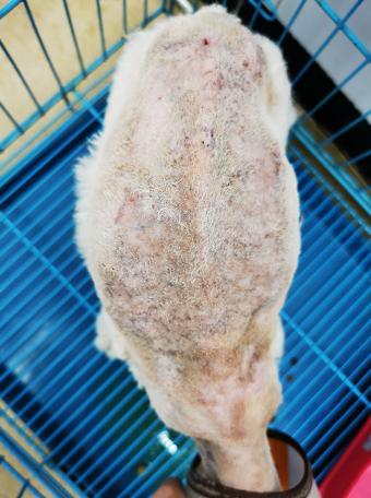 新手养宠攻略宠物养护技巧知识,新手养宠物注意什么