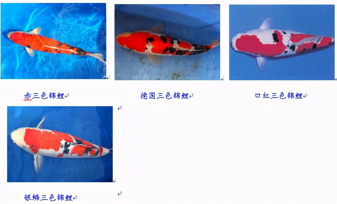 锦鲤鱼趴缸怎么解决,锦鲤鱼鳞溃烂最简单的解决办法