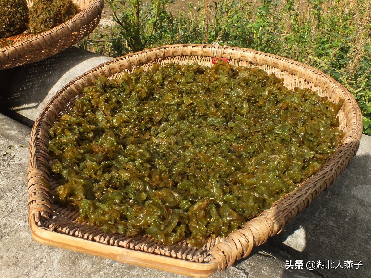 常见野菜的种类和图片大全 (各种野菜大全带图片)