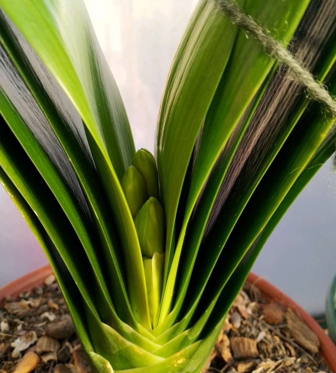 发酵的淘米水臭了可以种菜吗,淘米水发酵后臭的能用吗