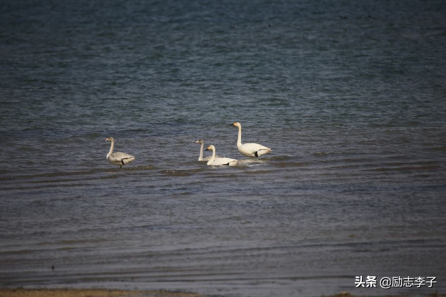 宁夏候鸟,候鸟监测简报