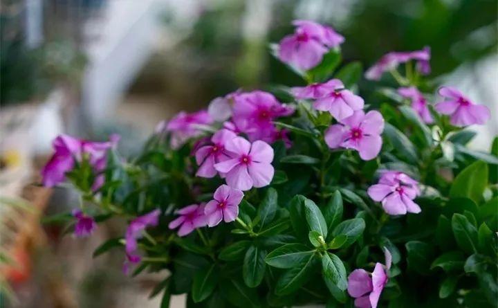 养花新手不知道养什么，就选这几种植物，轻松养爆盆